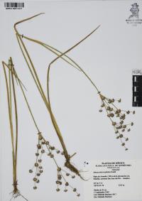 Juncus microcephalus image